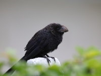 FL6A5528Smooth-billed_Ani