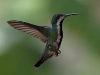FL6A5533Black-throated_Mango