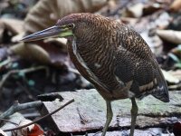 FL6A5545Rufescent_Tiger-heron