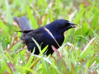 FL6A5549Shiny_Cowbird
