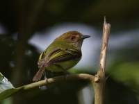 FL6A5565Scale-crested_Pygmy-Tyrant
