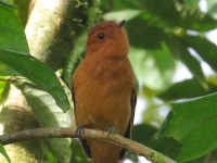FL6A5583Rufous_Mourner