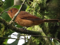 FL6A5590Rufous_Mourner