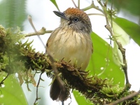 FL6A5608Spot-crowned_Antvireo