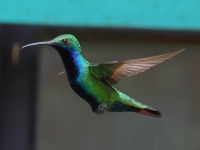 FL6A5632Black-throated_Mango