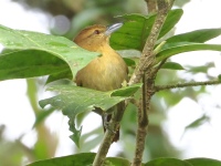 FL6A5691Russet_Antshrike