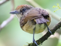FL6A5734Spot-crowned_Antvireo