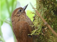 FL6A5823Wedge-billed_Woodcreeper