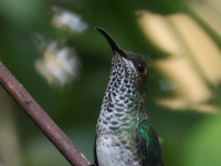 FL6A5855White-necked_Jacobin