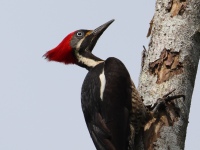 FL6A5898Lineated_Woodpecker