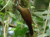 FL6A5901Spotted_Woodcreeper