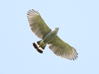 FL6A5916Gray-lined_Hawk