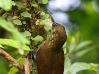 FL6A5925Spotted_Woodcreeper