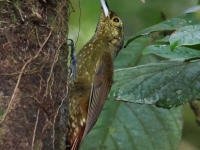 FL6A5944Spotted_Woodcreeper