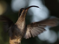 FL6A5966Long-billed_Hermit