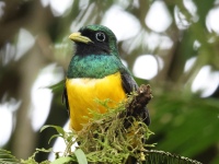 FL6A5979Northern_Black-throated_Trogon