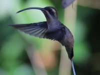 FL6A5995Long-billed_Hermit