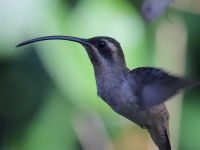 FL6A6013Long-billed_Hermit