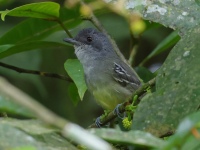 FL6A6013Plain_Antvireo