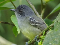 FL6A6038Plain_Antvireo