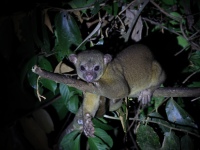 FL6A6099Kinkajou