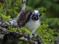 FL6A6124Tamarin_Titi_Monkey