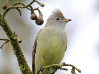 FL6A6140Yellow-bellied_Elaenia