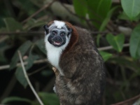 FL6A6153Tamarin_Titi_Monkey