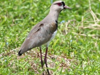 FL6A6169Southern_Lapwing