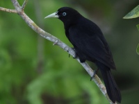 FL6A6187Scarlet-rumped_Cacique