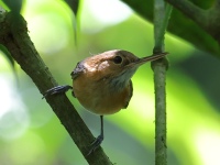 FL6A6200Long-billed_Gnatwren