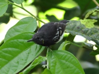 FL6A6268White-flanked_Antwren
