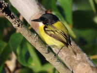 FL6A6283Black-headed_Tody-Flycatcher
