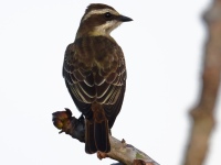 FL6A6299Piratic_Flycatcher
