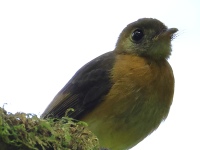 FL6A6299Sulphur-rumped_Flycatcher