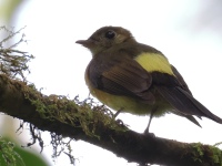 FL6A6318Sulphur-rumped_Flycatcher