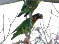 FL6A6344Brown-hooded_Parrot