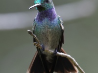 FL6A6362Blue-chested_Hummingbird
