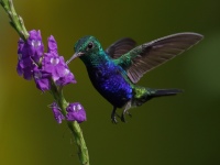 FL6A6512Violet-bellied_Hummingbird