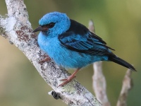 FL6A6519Blue-Dacnis