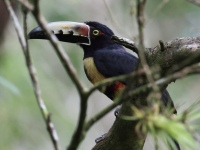 FL6A6520Collared_Aracari