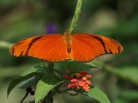 FL6A6527Julia_Longwing