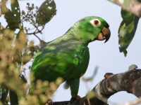 FL6A6540Mealy_Amazon_Parrot