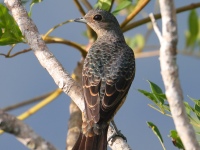 FL6A6554Female_Blue_Cotinga