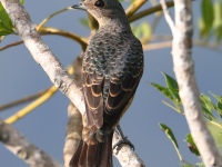 FL6A6557Female_Blue_Cotinga