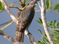 FL6A6568Female_Blue_Cotinga