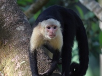 FL6A6603Capuchin_Monkey