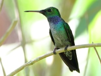 FL6A6612Blue-chested_Hummingbird