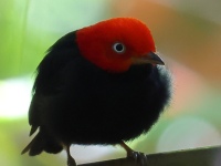FL6A6644Red-capped_Manakin
