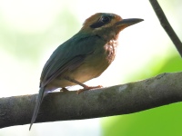 FL6A6658Tody_Motmot